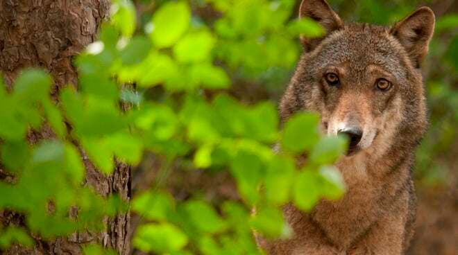 Il 3 marzo Giornata Internazionale della Natura Selvatica ONU
