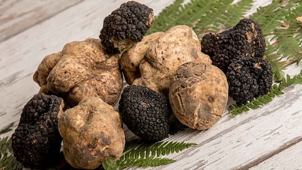 A rischio il Tartufo del Pollino, la nuova legge sui tartufi in discussione in Senato potrebbe cancellarlo