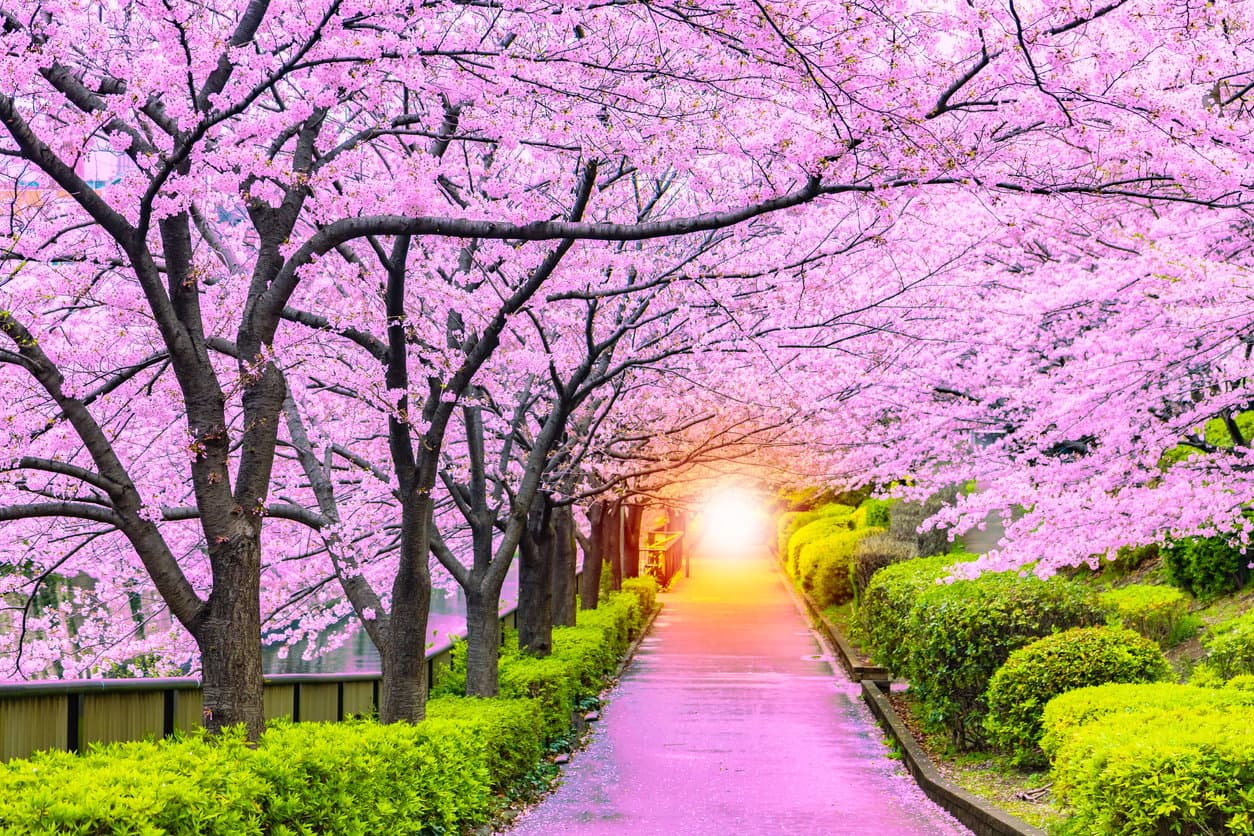 L'affascinante fenomeno dell'equinozio di primavera: inizia oggi la bella stagione