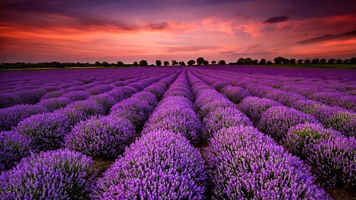 Lunghe distese viola, atmosfera fiabesca ed è subito magia. Provenza? No, Calabria