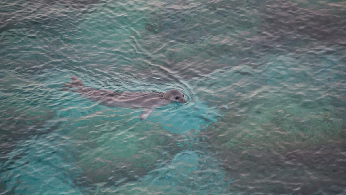 Tante foche monache avvistate lungo le coste calabresi: uno spettacolo della natura