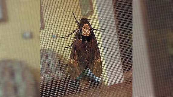 Dopo 40 anni ritorna in Calabria la falena Acherontia atropos: non si vedeva dal 1982