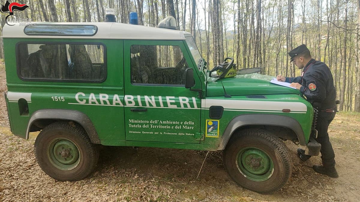 Taglio abusivo nel Parco Nazionale della Sila: Denunciata una persona