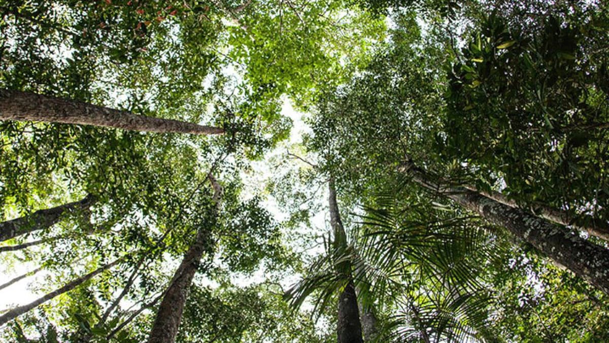 Forestazione in Calabria, definite le le linee guida in fatto di valutazioni ambientali