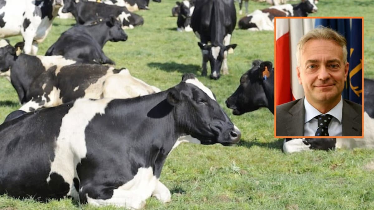Benessere animale in Calabria: in arrivo pagamenti per 5 milioni e mezzo