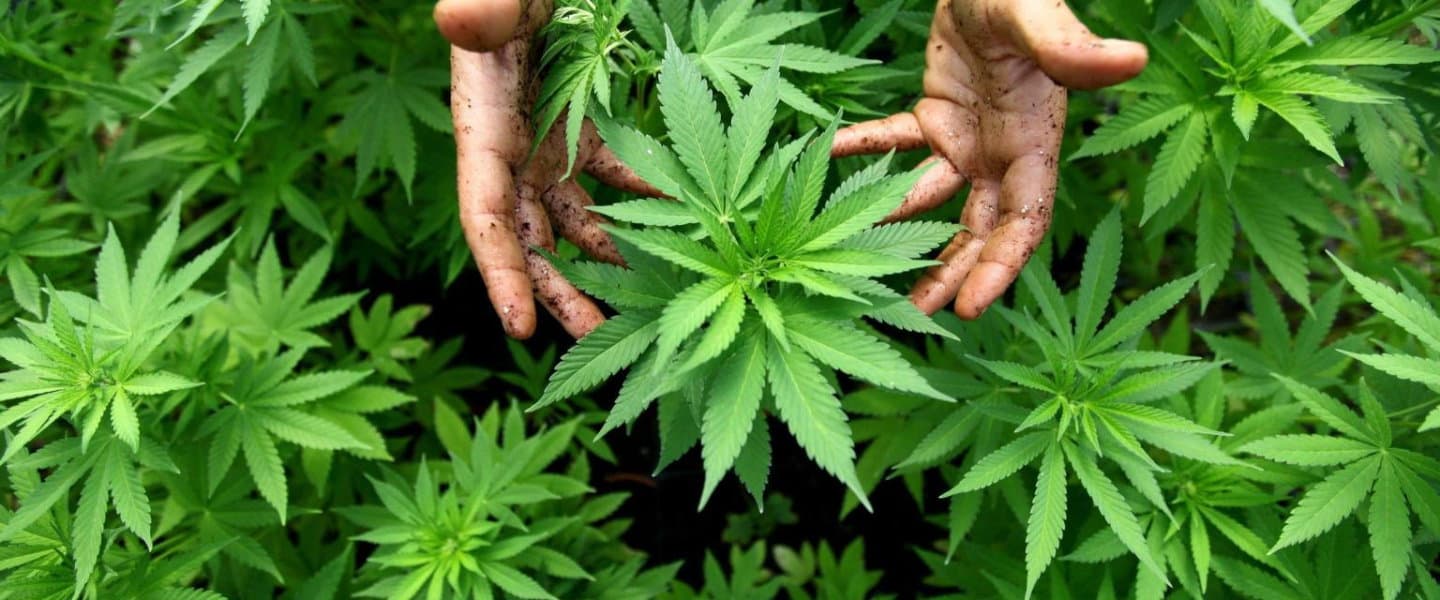 Cannabis terapeutica: in Consiglio regionale arriva la proposta di legge pro legalizzazione