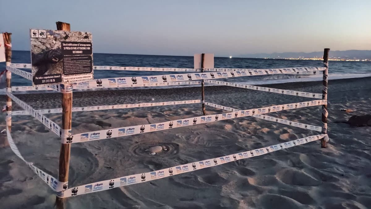 Il primo nido di tartaruga marina è in Calabria… ecco le prime inconfondibili tracce