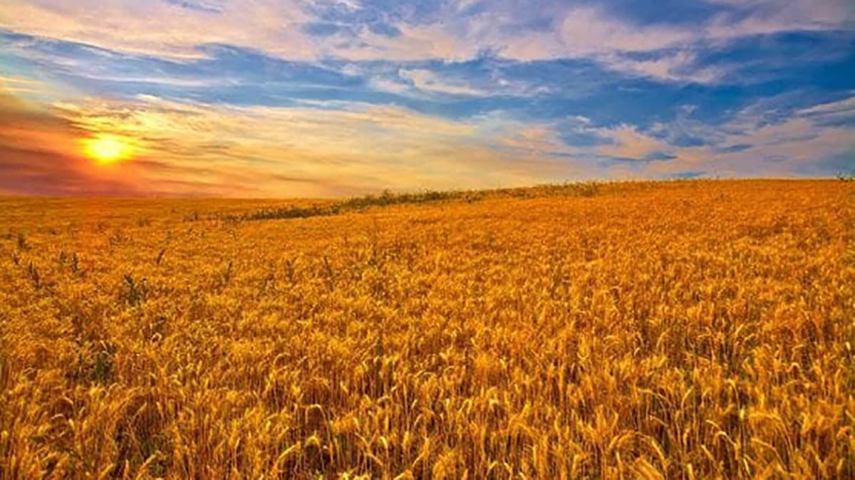 Psr Calabria: pagamenti per circa 16 mln destinati a oltre 2.500 aziende agricole