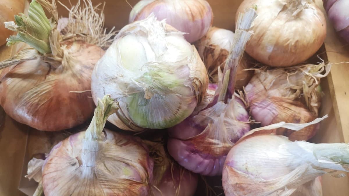 Tutti pazzi per la cipolla bianca di Castrovillari: al via il Festival dedicato all'ortaggio