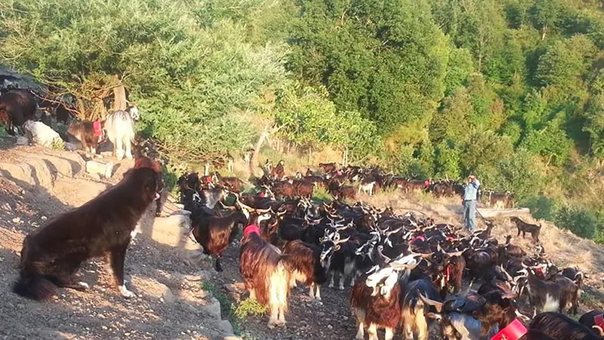 I pastori diventano le sentinelle del parco della Sila, un'arma efficace contro gli incendi