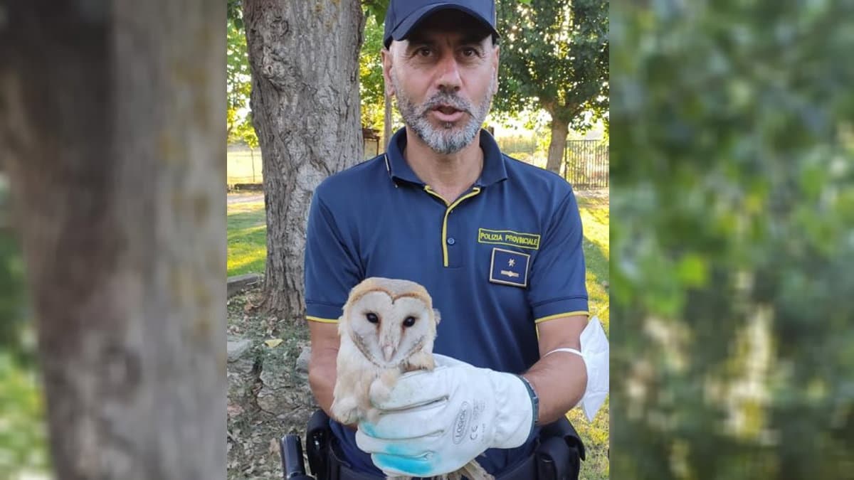 Messi in salvo dalla Polizia Provinciale sette rapaci feriti, tra cui due barbagianni