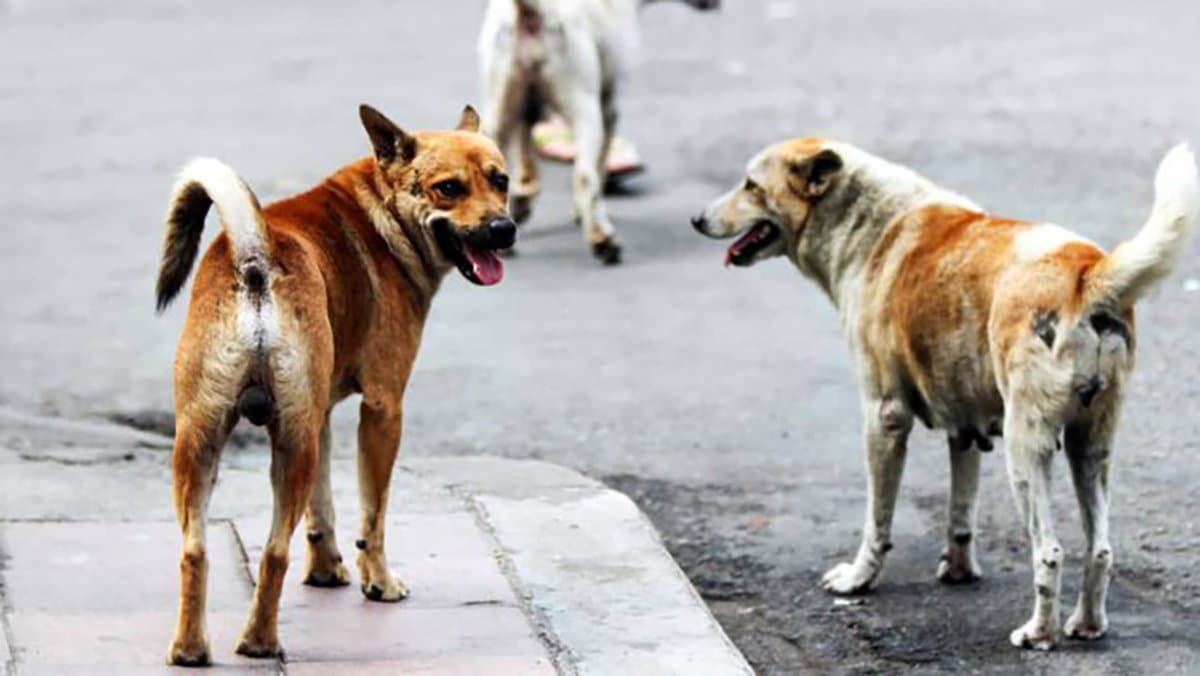 Sequestro canile abusivo a Co-Ro, interviene Stop Animal Crimes Italia
