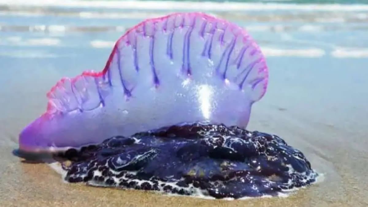 La Caravella portoghese arriva nei nostri mari, con i suoi lunghissimi tentacoli