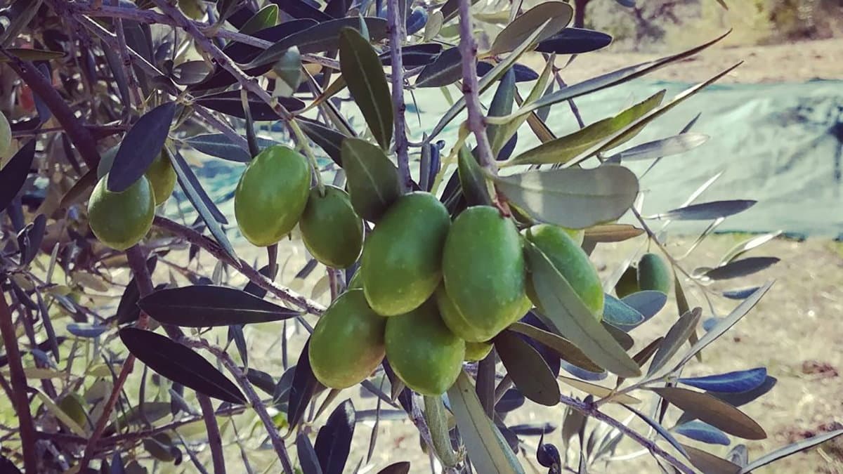 Verace di Saracena, la cultivar sarà al centro di un importante convegno