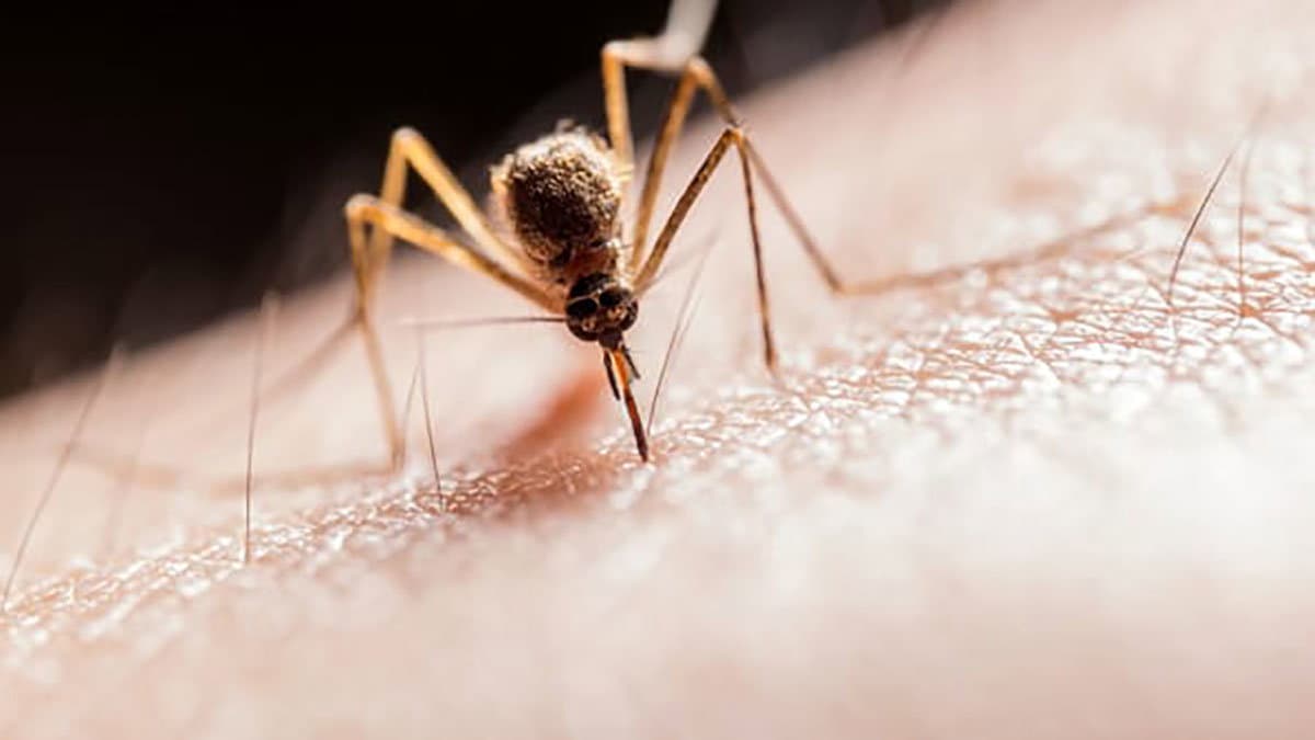 Perché pungono me? Tutto quello che devi sapere sulle odiose "bestiacce" estive: le zanzare