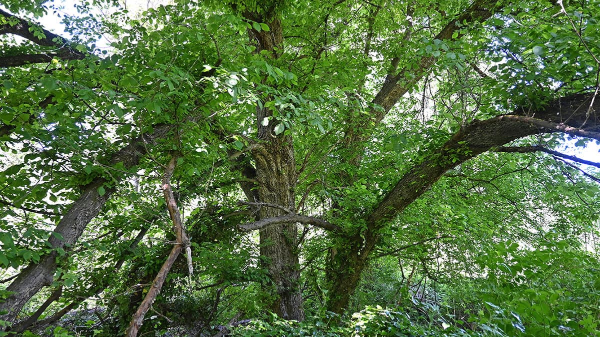 "Ulmus laevis", la nuova specie di flora vascolare che si trova in Calabria