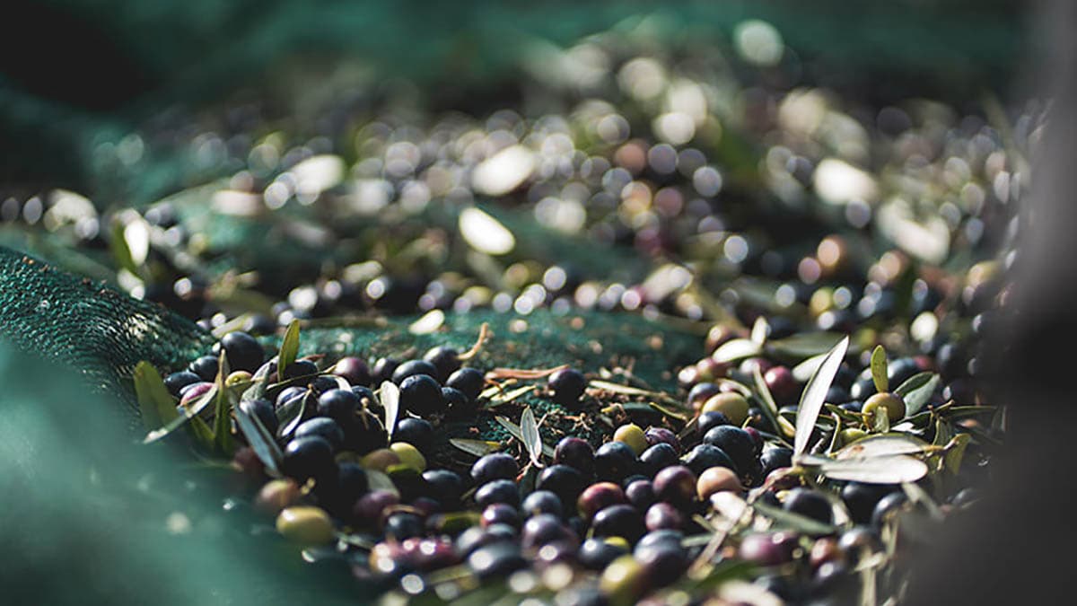 A Cerchiara è l’enogastronomia il grande attrattore turistico: pane e olio a far da padroni