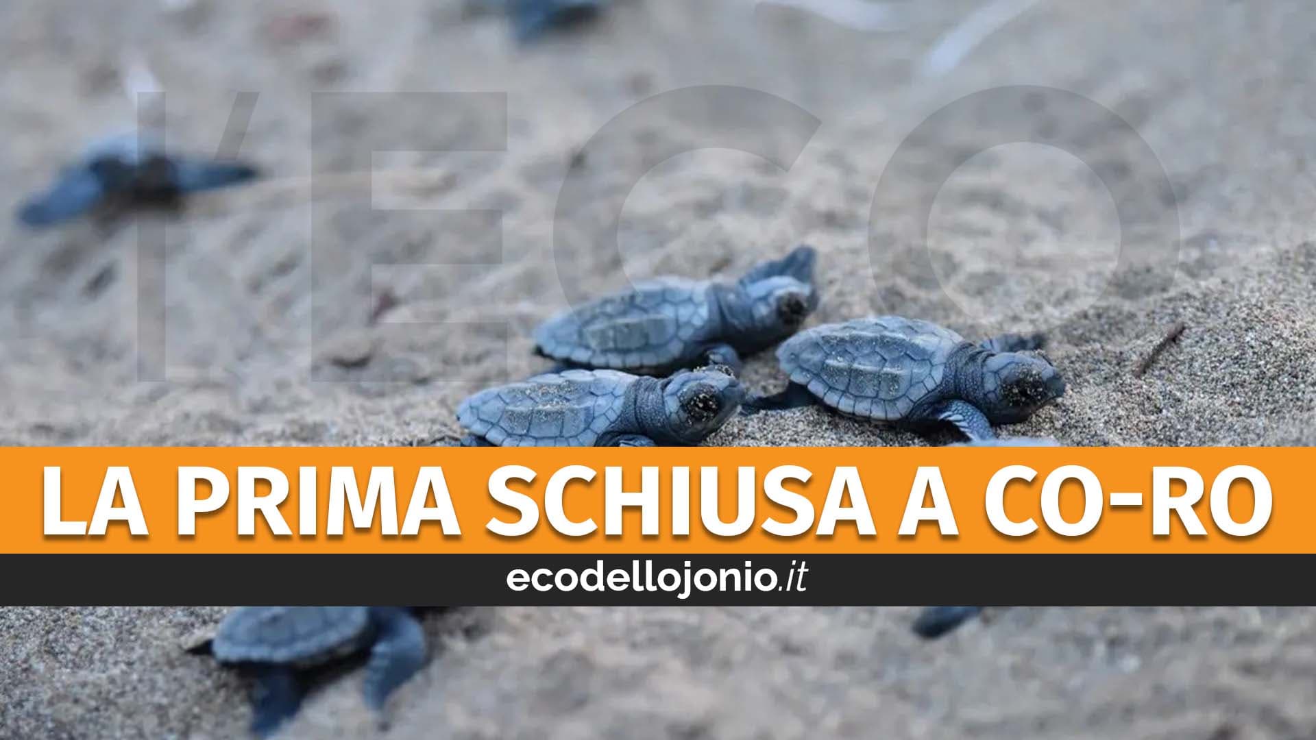 Si sono schiuse le uova di "caretta caretta" a Thurio: è la prima volta sul litorale di Corigliano-Rossano