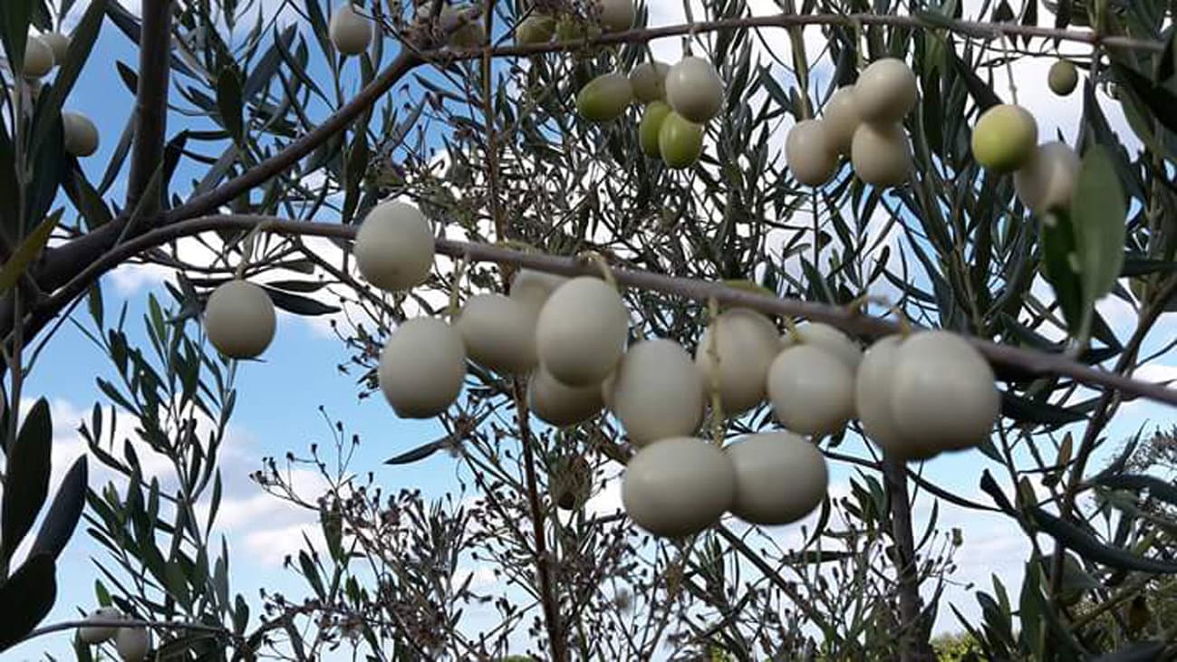 Caratteristica e rara: è l’oliva bianca di Calabria con la quale si produce un olio chiarissimo
