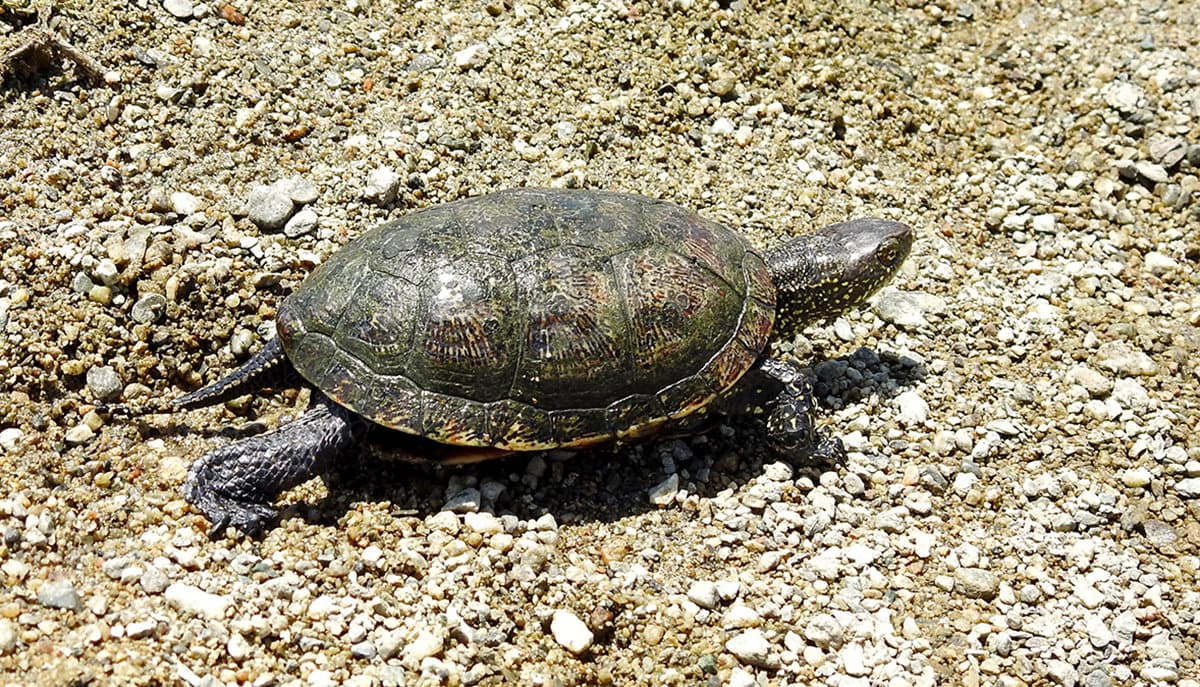 Tutela delle specie, due popolazioni di Testuggine palustre europea nella riserva di Tarsia