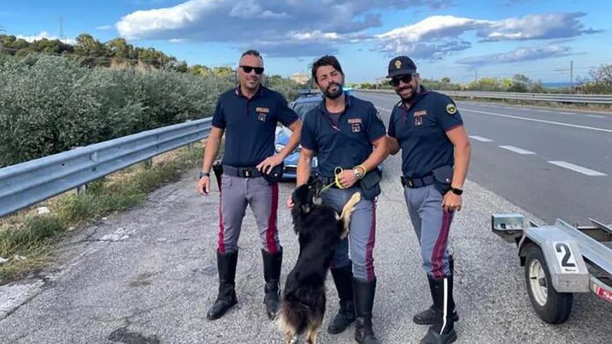 Storie di adozioni sulla SS106, un cane salvato e adattato dalla Polizia. Ora si chiama Lucky