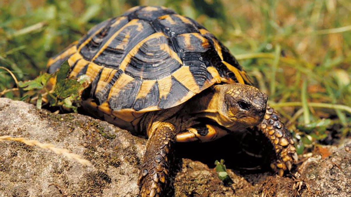 La Calabria è record di Tartarughe di terra uniche e rare. Lo rivela uno studio