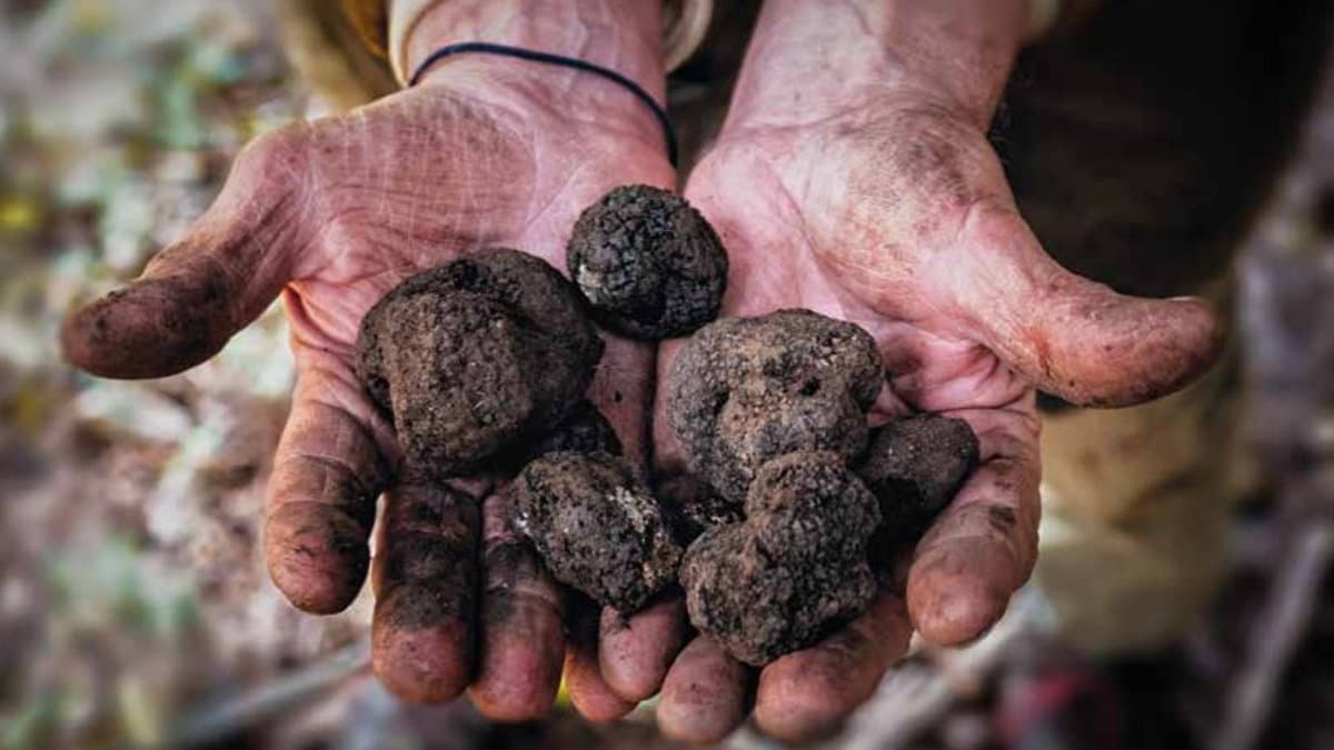 La Calabria, tartufaia a cielo aperto: dal Pollino alla Sila il re dei boschi è il tartufo