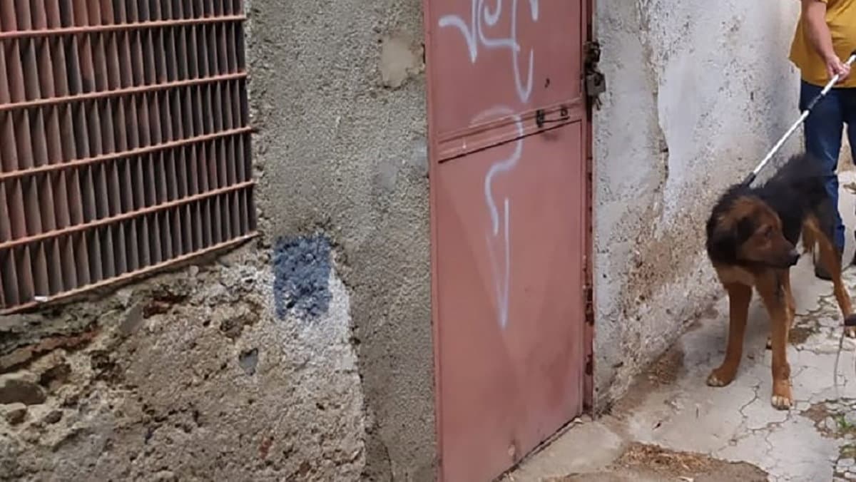 «Denutrito e sofferente»: salvato cane rinchiuso in un magazzino nel centro storico di Rossano
