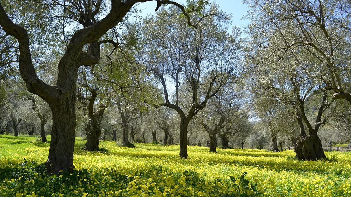 Co-Ro, la "Camminata tra gli Olivi" per riscoprire uno dei nostri prodotti d'eccellenza