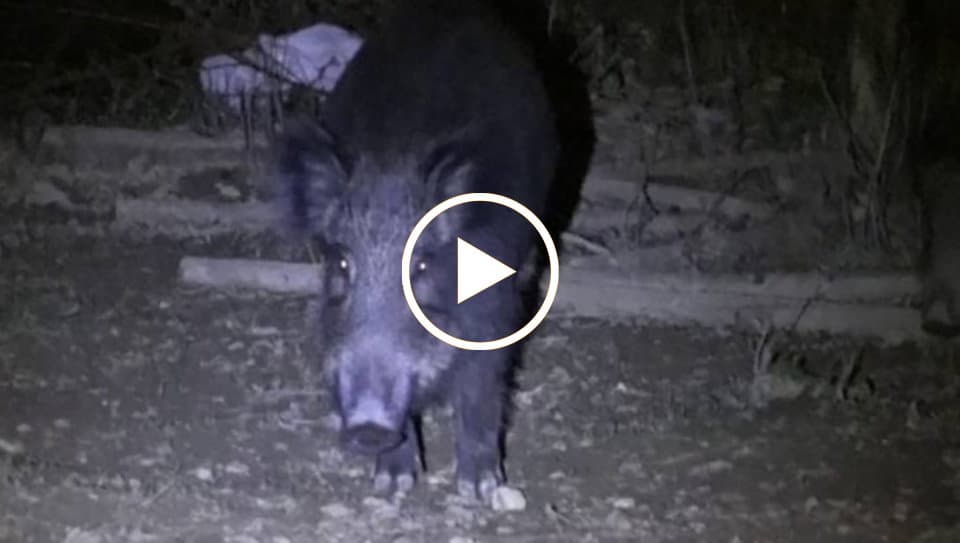 VIDEO - "Turisti" inaspettati a Rossano Paese: mamma cinghiale ed i suoi cuccioli