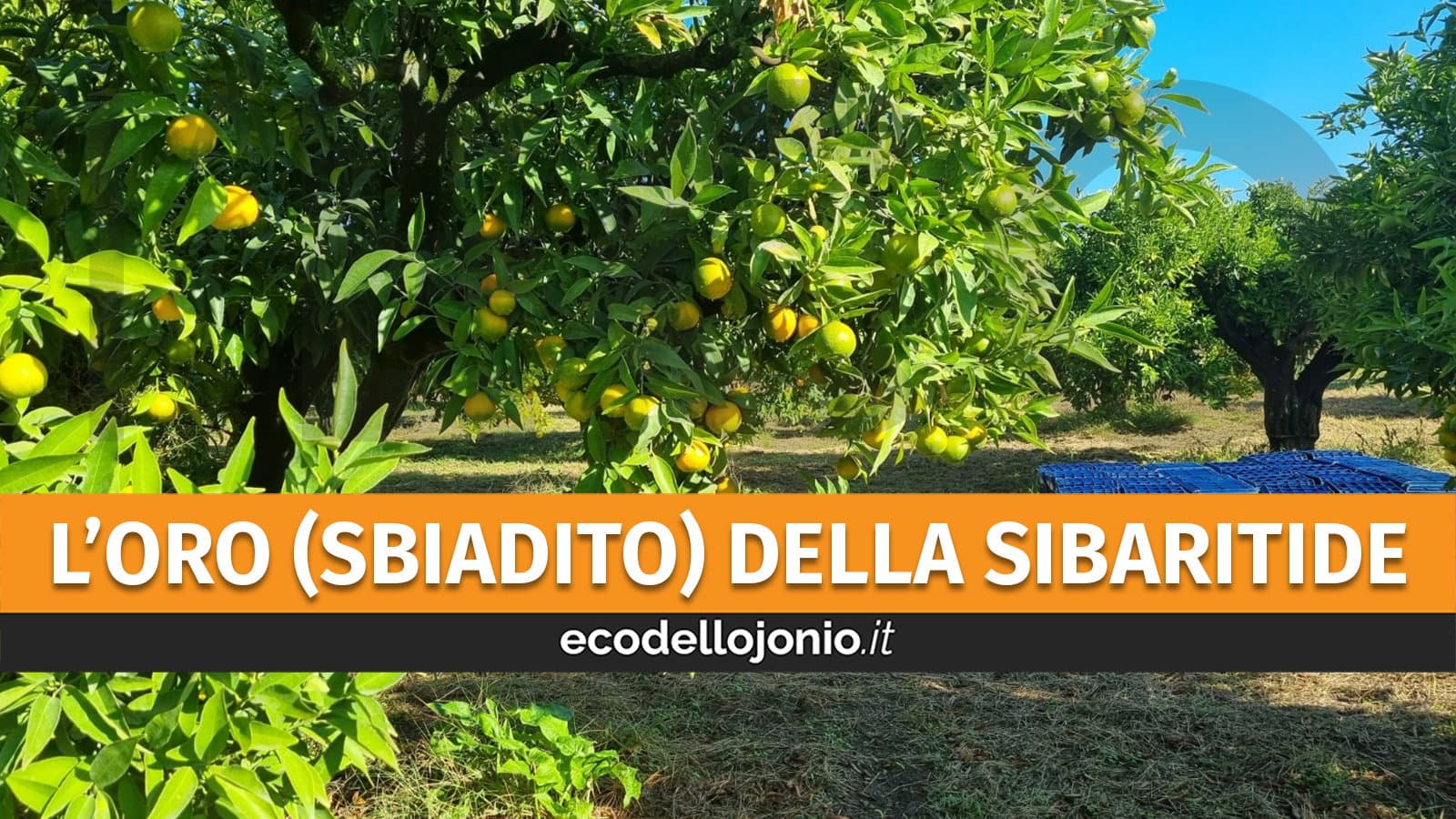 Caldo, costi energetici alle stelle e carenza d’acqua stanno fiaccando le produzioni di agrumi e di olive