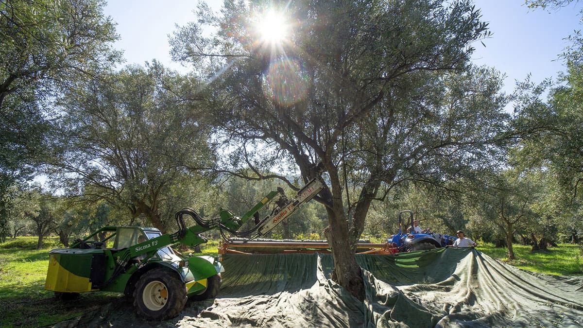 Consorzio Olio di Calabria Igp, parte il periodo di raccolta e molitura delle olive