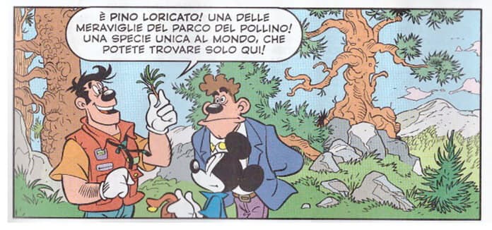 Topolino tra i Pini Loricati del Parco Nazionale del Pollino: «specie unica al mondo»