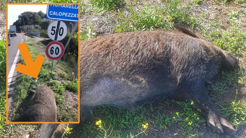 Una carcassa di cinghiale a bordo strada sulla statale 106: ormai è una pericolosa invasione