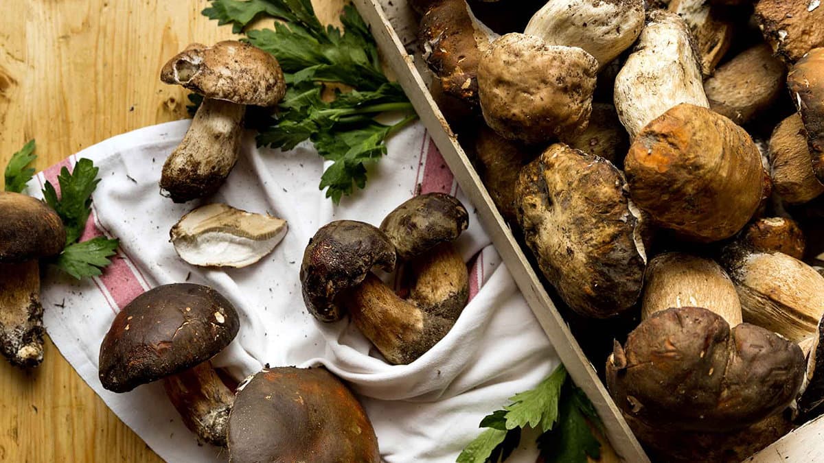 Evento a Co-Ro per scoprire il misterioso e affascinante mondo dei funghi