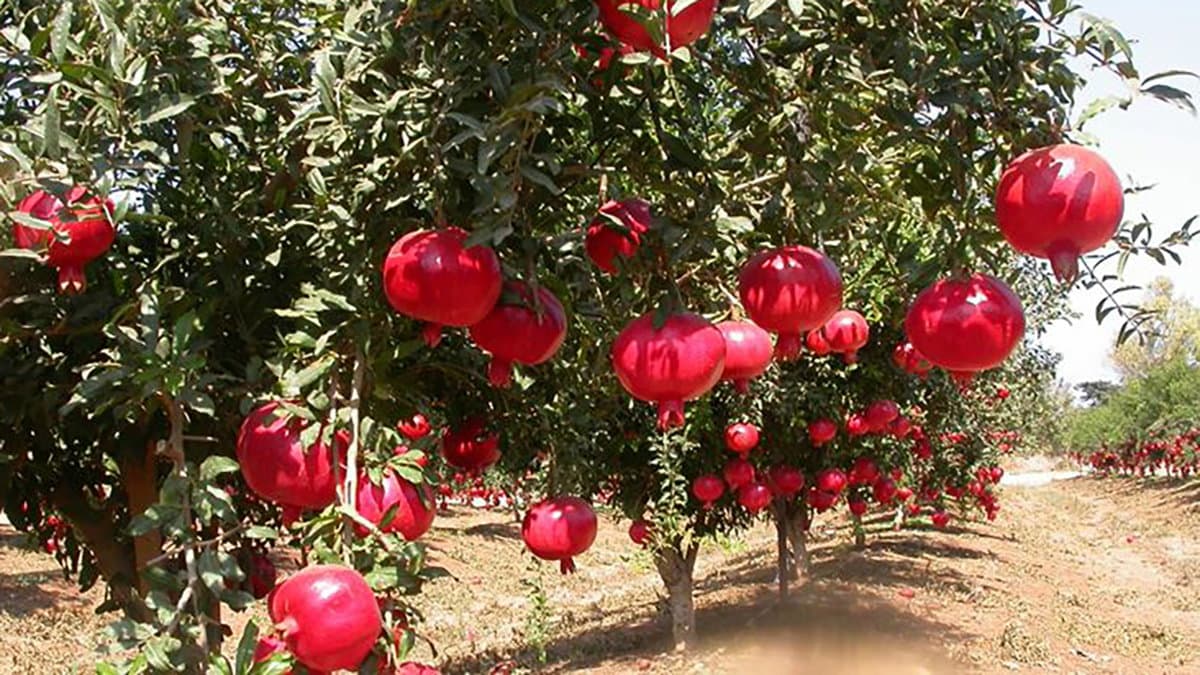 Salvaguardia e la tutela del patrimonio ambientale, il Wwf di Co-Ro prepara la festa dell’albero