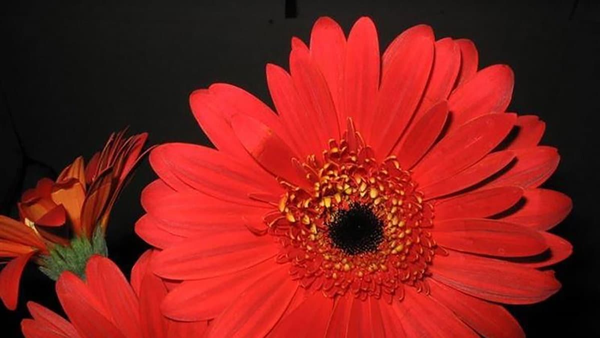 Il Fiore sospeso, una gerbera rossa per dire no alla violenza sulle donne
