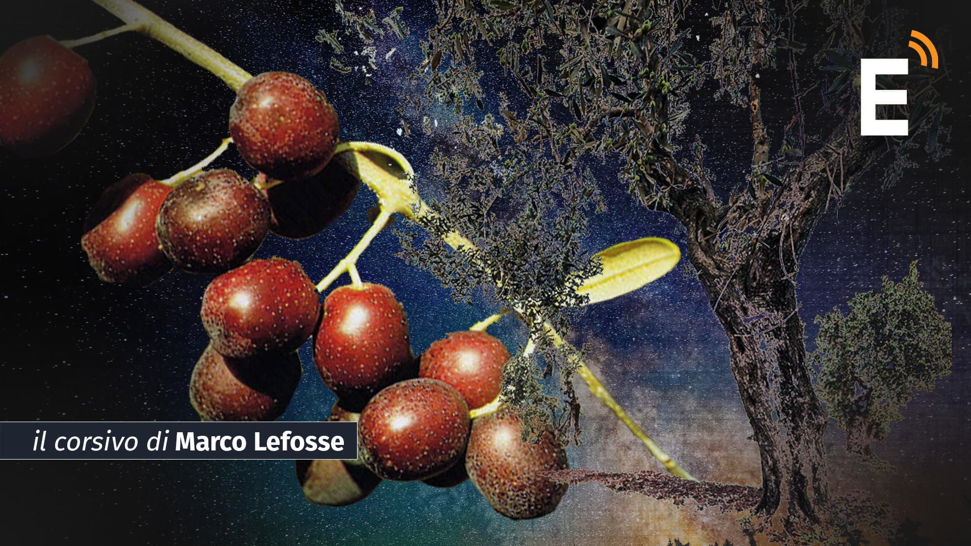 Oggi è la giornata dell’Olivo. Per la Sibaritide dovrebbe essere la ricorrenza per eccellenza e invece…
