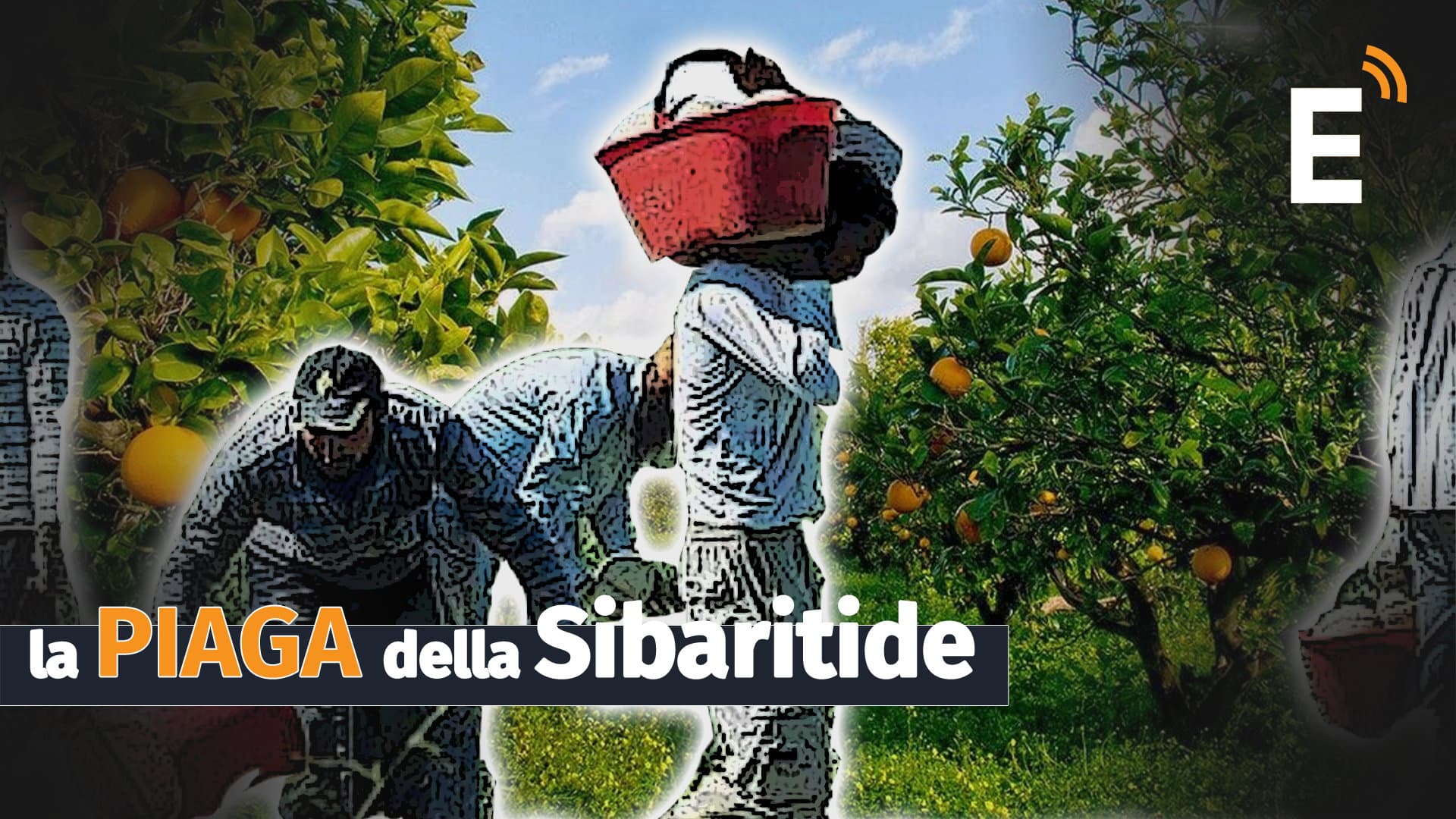 I Carabinieri scoprono una "tratta di marocchini": sfruttati negli agrumeti di Corigliano-Rossano