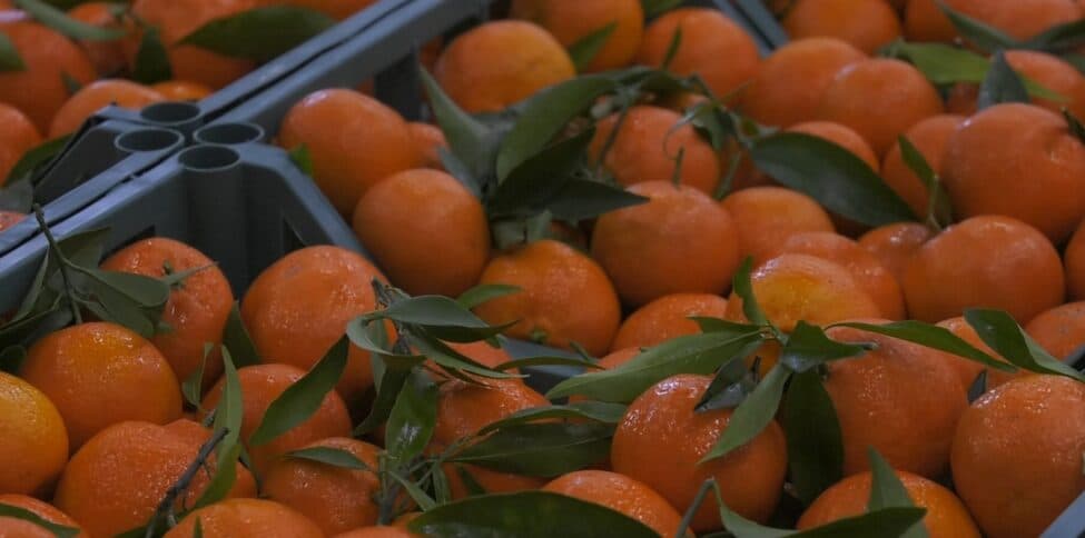 Clementine, «più forza al Consorzio per valorizzare il prodotto»