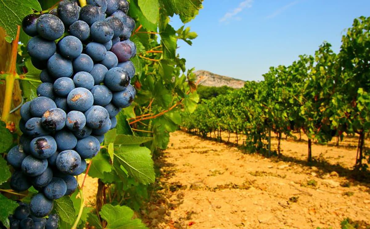 Parte il progetto sulla micro fertirrigazione nella viticoltura di precisione sui vitigni autoctoni calabresi