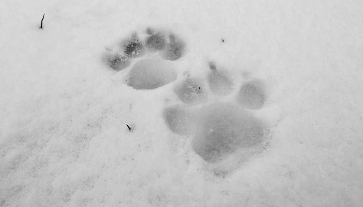 Qui è passato il sovrano della natura! Il lupo lascia le sue orme nel Parco nazionale del Pollino