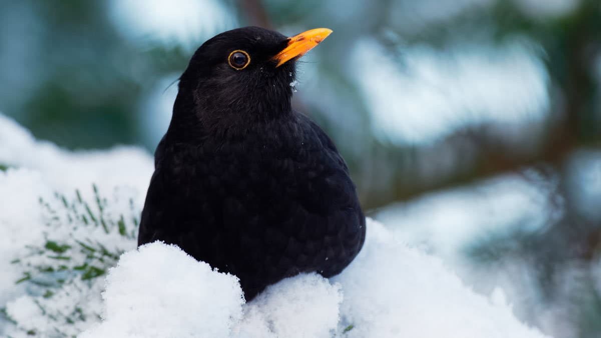 "Presagi" di Primavera: dai giorni della merla per finire a ra' cannilora. Cosa dice la tradizione