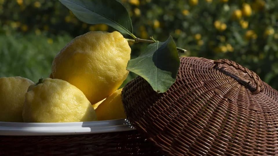 Il Limone Igp di Rocca Imperiale protagonista di un convegno a tema