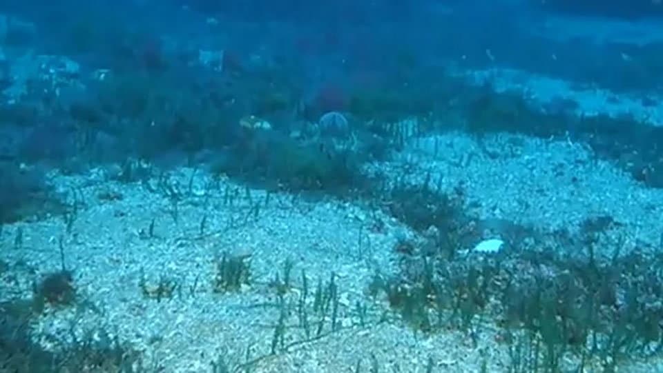 «L'istituzione del parco marino "Secca di Amendolara" è legge»: ok dal Governo a legge regionale