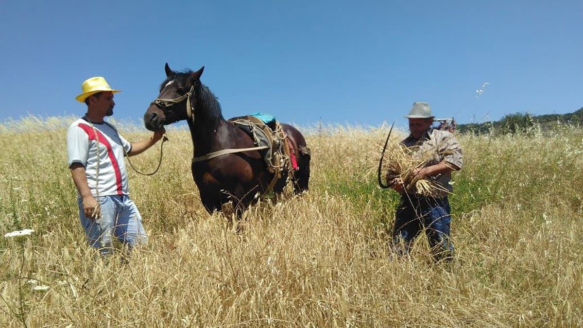 Grani e cereali antichi di Calabria, parte il progetto di filiera per tutelarli e rivalutarli