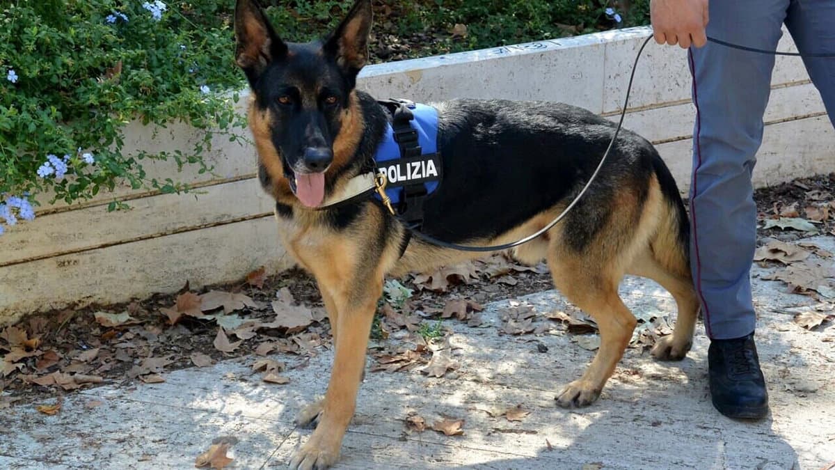 L'infallibile fiuto di "Digos" individua i panetti di hashish nascosti in un bar