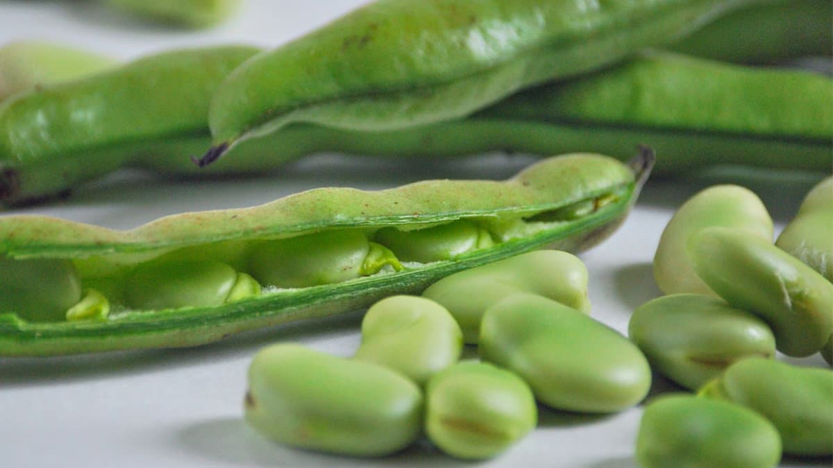 A Montegiordano torna l'imperdibile Sagra dei piselli e delle fave: una goduria per il palato