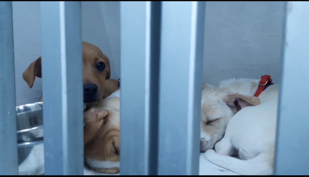 “Traffico” di cani e gatti dalla provincia di Cosenza: fermata una staffetta illecita con più di 30 animali