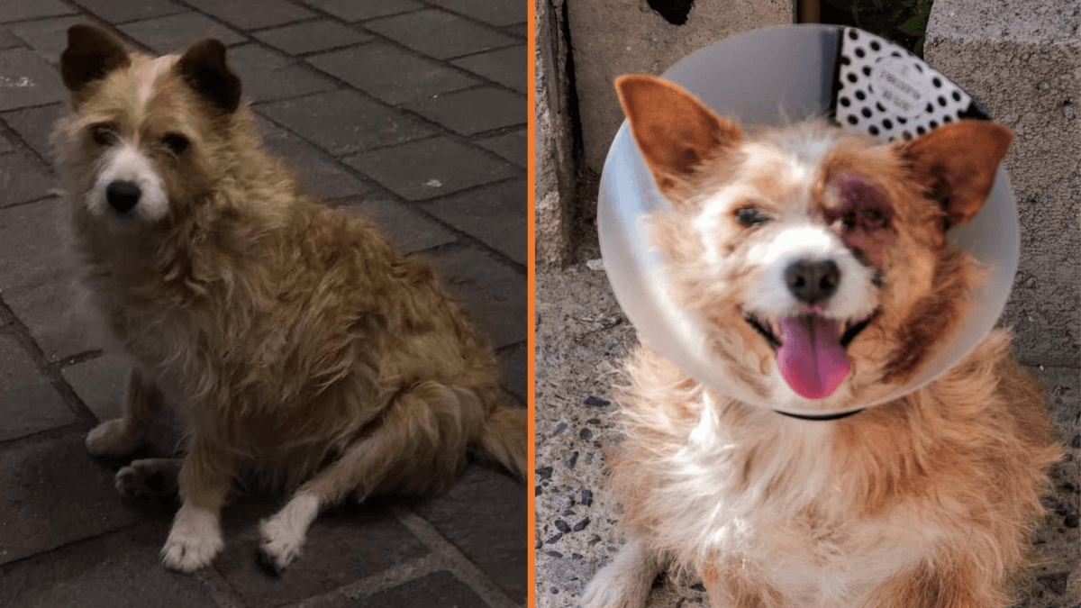 Pina, il cane di quartiere crudelmente percosso ritorna a “sorridere” e la sua coda a scodinzolare